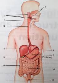 Ex 34 Lab Activity 1 Organs Of The Digestive System Flashcards Quizlet