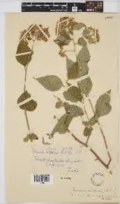 Image result for Distephanus divaricatus