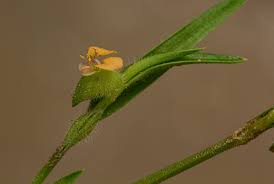 Image result for Commelina subulata