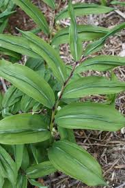 Image result for Ophrypetalum odoratum