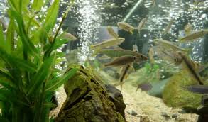 Use a distilled white vinegar solution to remove mineral deposits. Easy Tips And Tricks To Clean Your Fish Tank Affordable Pet Center Inc Northampton Pa