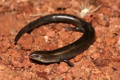 Image result for Berkheya johnstoniana