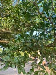 Image result for Terminalia neotaliala