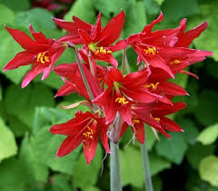 Image result for Polystachya bifida