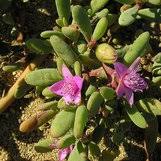 Image result for Sesuvium hydaspicum