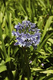 Image result for Agapanthus codii