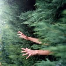 Pin By Aesthetic Astrology On Slytherin I Take A Nap Tiger World Yogscast