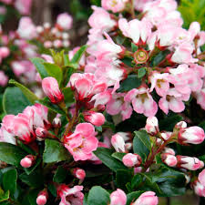 We did not find results for: Escallonia Apple Blossom Hardy Evergreen Flowering Potted Outdoor Garden Shrub Ebay