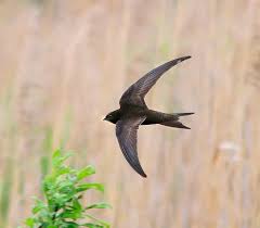 Результат пошуку зображень за запитом "стриж"