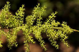 Image result for Opilia amentacea