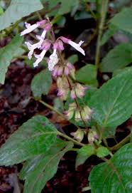 Image result for Orthosiphon thymiflorus