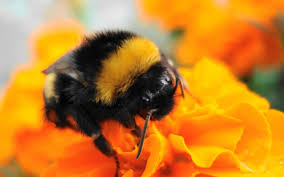 Bumblebee, common name for any member of the insect tribe bombini. Pics For Bumble Bee Insect Wallpaper Bumble Bee Insect Bumble Bee Bee On Flower