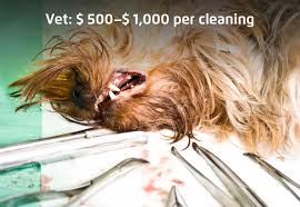 Check spelling or type a new query. Promise Of Ultrasound Cleaning Mira Pet Usa
