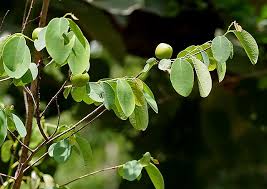Image result for Cleistanthus schlechteri