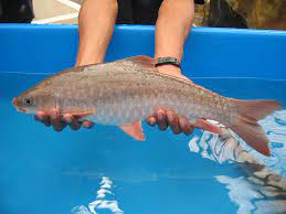 Also called estuary freshwater river whaler. Malaysian Mahseer New Candidate For Asian Aquaculture Global Aquaculture Advocate