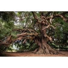 Giant Olive Tree Tree Olive Tree Door Mat