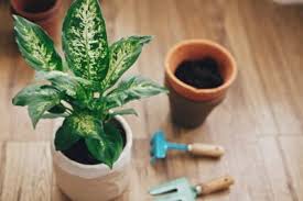 Dieffenbachia Houseplant Growing And Care Of Dumbcane Plants