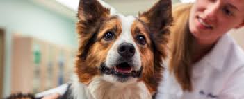 Dog Ear Mites Zoetis Ie Buy hartz ultraguard ear mite treatment for dogs, 3 count at walmart.com.