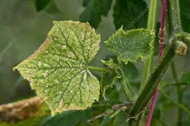 Image result for spider mites on cucumbers