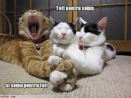 Vă propunem în continuare câteva imagini cu. Poze Haioase Cu Pisici X Home Facebook