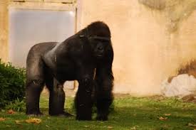 Auch viele affen und halbaffen , darunter lemuren , drills , gibbons , schimpansen und gorillas leben im zoo. Zootierlistehomepage