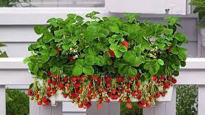 Tuto jardinage:comment faire un semis,culture,récolte de fraises des bois :facile et sans efforts. Des Jardinieres Et Des Pots Special Balcon Cultiver Des Fraises Cultiver Jardiniere Suspendue