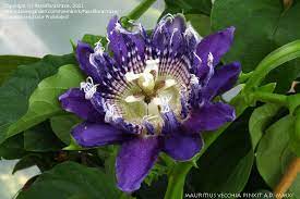 Passiflora Macrocarpa Blue Moon Passion Flower Flower Beauty Flowering Vines
