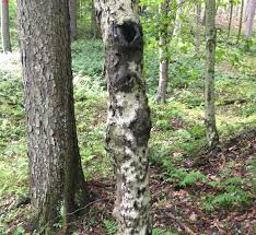 Beech Bark Disease Ohioline