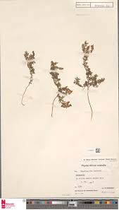 Image result for Lotononis bainesii