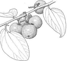 Image result for Ziziphus abyssinica