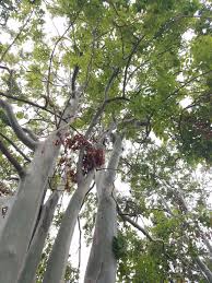 Image result for Eucalyptus torelliana