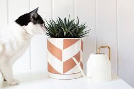 Keep your kitty safe by choosing plants that aren't poisonous to her. 19 Houseplants Safe For Cats And Dogs