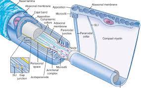 Adjacent internodes are separated by. Organization Of Myelinating Schwann Cells Schematic Organization Of Download Scientific Diagram