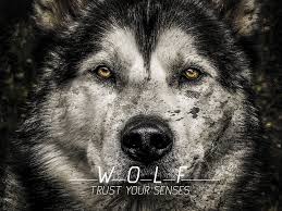 We've got 60+ great wallpaper images. Wolf Wallpapers Free Download Group 77