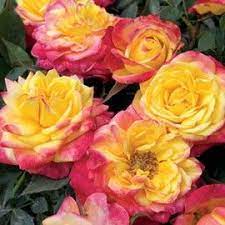 Rosier Miniature Flame Meillandina Meigenpi Rosier Meilland Container Roses Growing Roses Plants