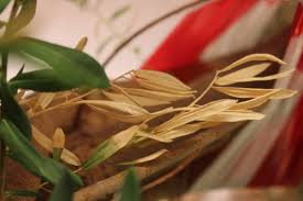 Image result for xylella fastidiosa oleander symptoms