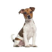 Look at pictures of jack russell terrier puppies who need a home. Petland Florida