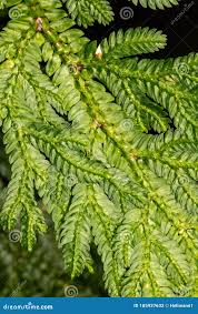Image result for Selaginella vogelii