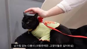 Maybe you would like to learn more about one of these? ë°ë ¤ì™€ì„œ í‚¤ì›Œë³´ë‹ˆ ì‚°ì±… ëª©ìš• ì¢‹ì•„í•˜ê³  ì„±ì§ˆê¹Œì§€ ìˆœí•œ ë¡œë˜ëƒ¥ ì´ì—ˆë˜ ë°•ìˆ˜í™ ê³ ì–'ì´ ì¸ì‚¬ì´íŠ¸