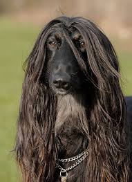 Bbacf84c3d989f358deadc1b7d8e2d0e Jpg 364 500 Afghan Hound Dog Breeds Old Dogs