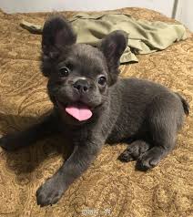 Pin By Holly Matlack On Dogs Bulldog French Bulldog Long Haired French Bulldog