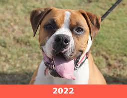 Check spelling or type a new query. Boxer Luv Rescue Phoenix Az Helping Homeless Dogs