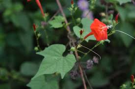 Image result for Ipomoea hederifolia