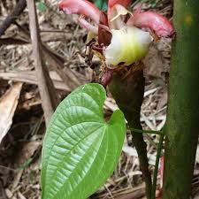 Image result for Aframomum angustifolium