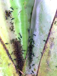 Many different kinds of aphids can damage a banana crop. Banana Diseases And Pests Description Uses Propagation