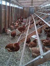 Amazing Chicken Coop Design Ideas Chickencoop Chickencoops Chickenhome Chicken Chickencage Ch Chicken Cages Building A Chicken Coop Portable Chicken Coop