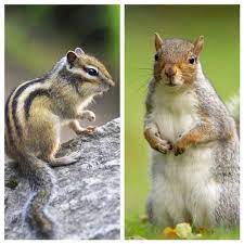 How To Protect Fall Bulbs From Chipmunks And Squirrels Fall Bulbs Chipmunks Deer Resistant Plants