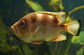 Popeye In Betta Fish Causes Treatment Prevention Betta Care Fish Guide
