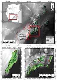 Image result for Warneckea sp.