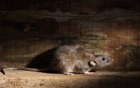 An industrial city found in california's contra. Things You Are Doing To Attract Rodents To Your Monterey Home